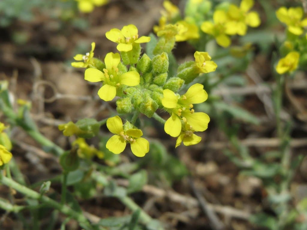 Alyssum montanum L.