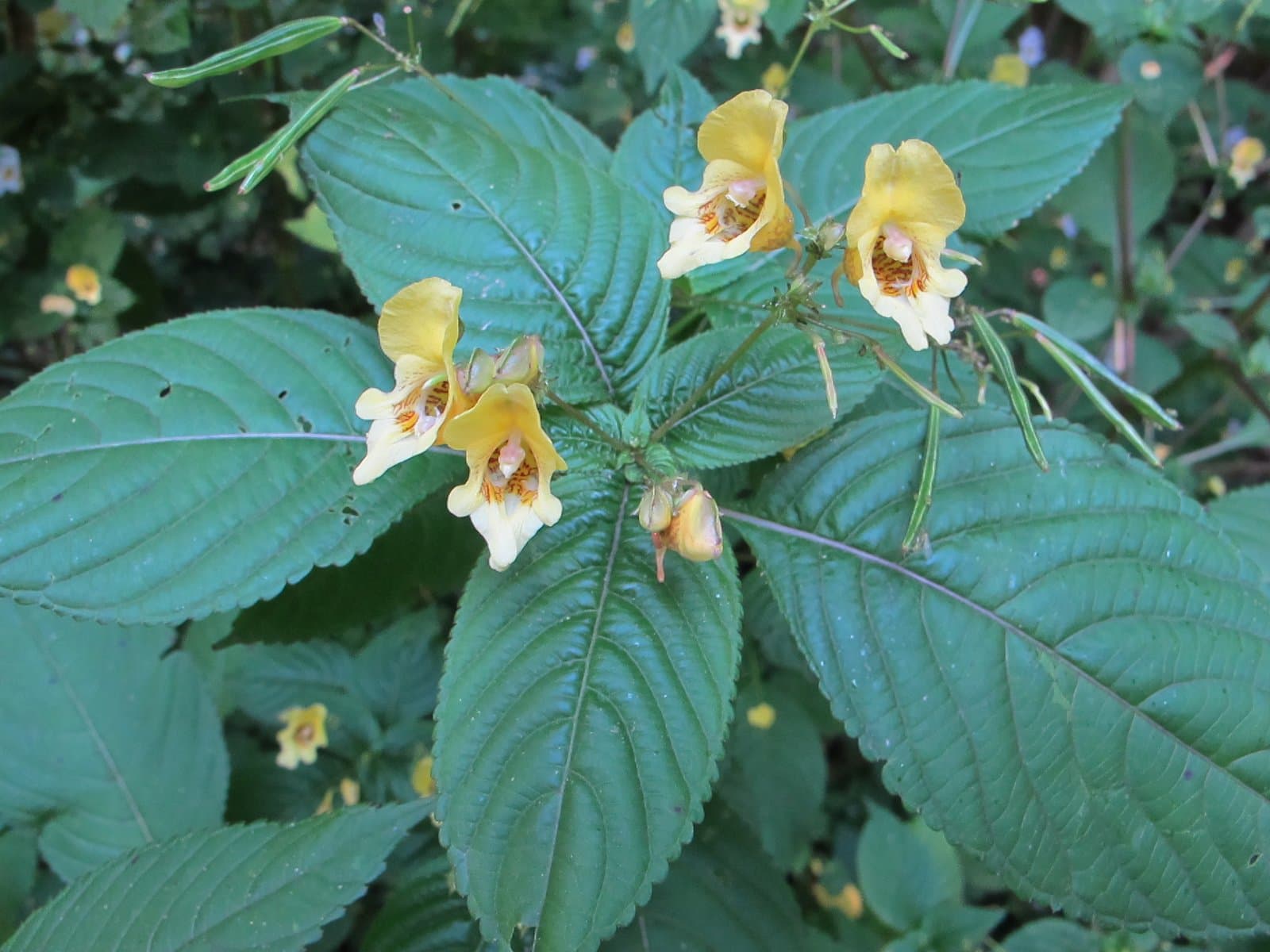 Impatiens edgeworthii Hook.fil.