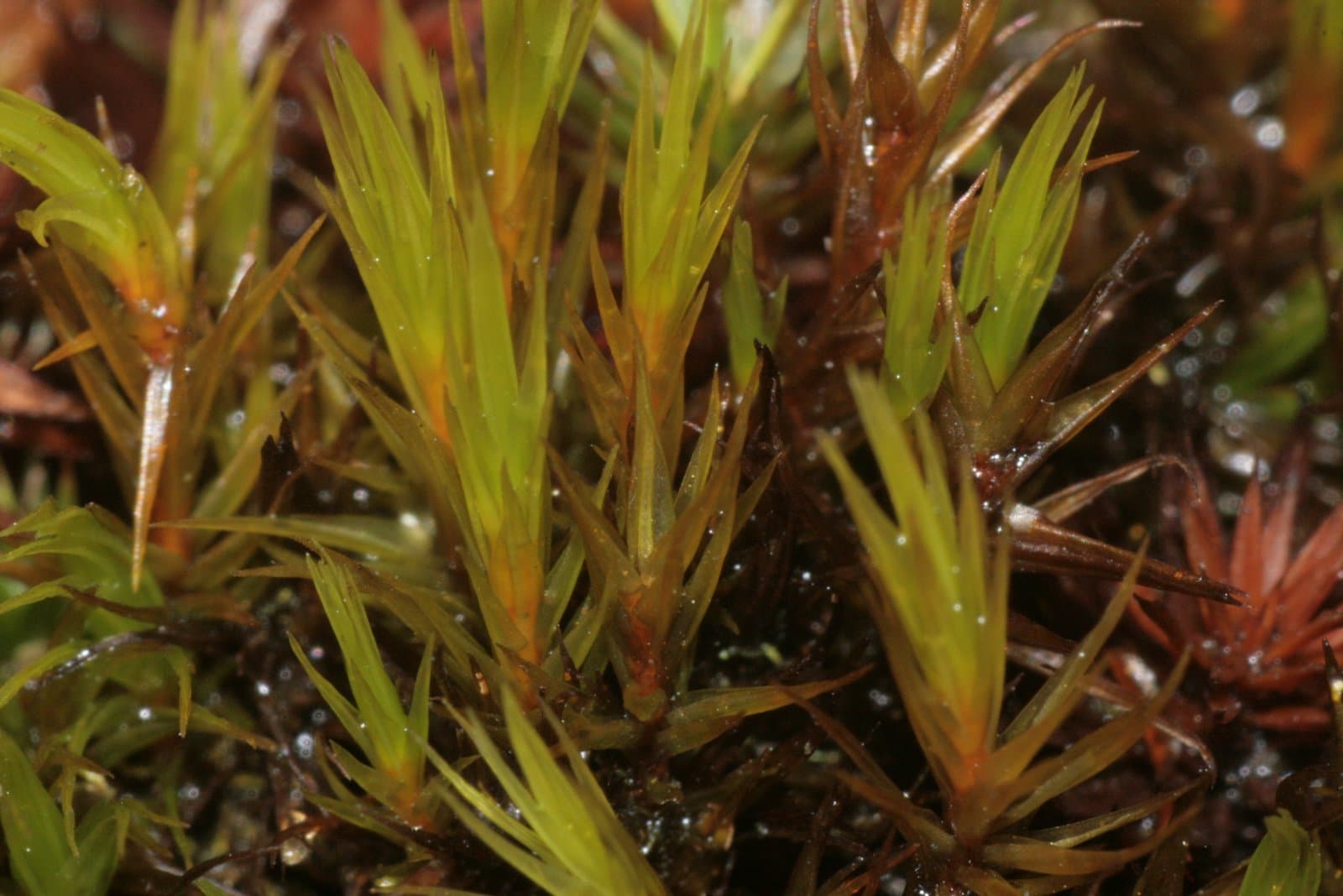Dicranum brevifolium (Lindb.) Lindb.