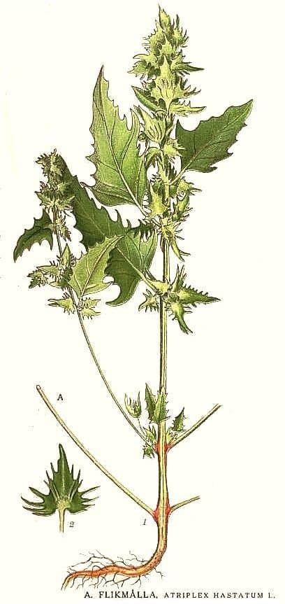 Atriplex calotheca (Rafn) Fr.