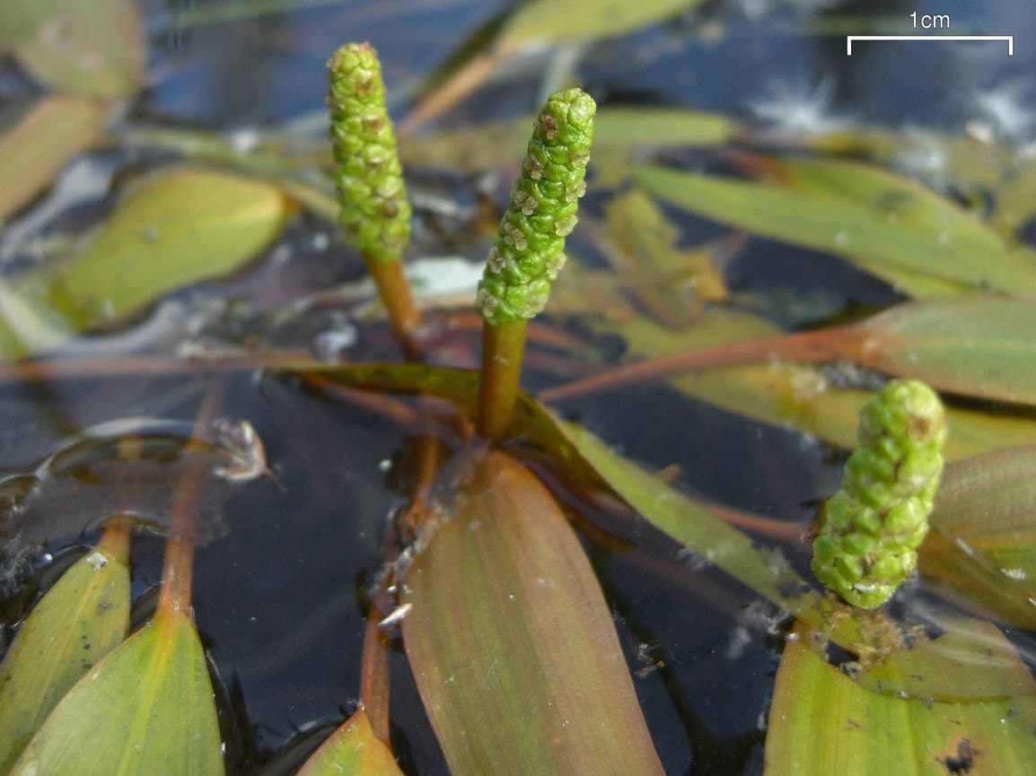 Potamogeton gramineus L.
