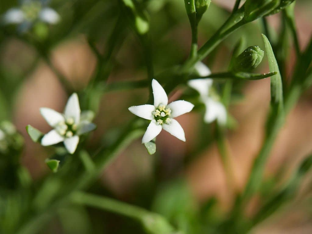 Thesium rostratum Mert. & Koch
