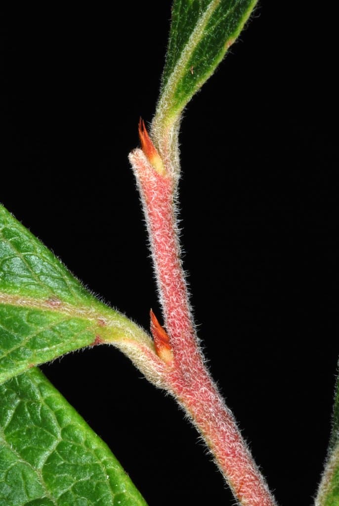 Vaccinium corymbosum L.
