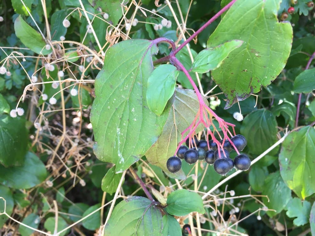 Cornus sanguinea L.