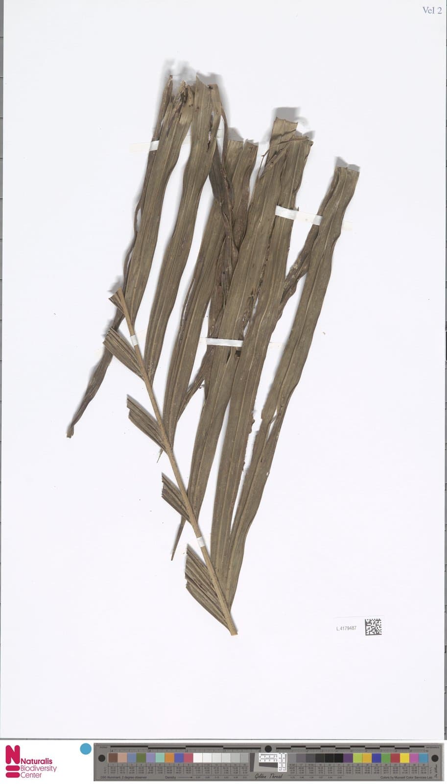Heterospathe obriensis (Becc.) H.E.Moore