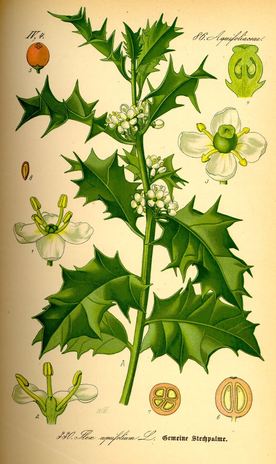 Ilex aquifolium L.