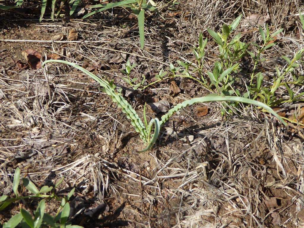 Ledebouria atrobrunnea S.Venter