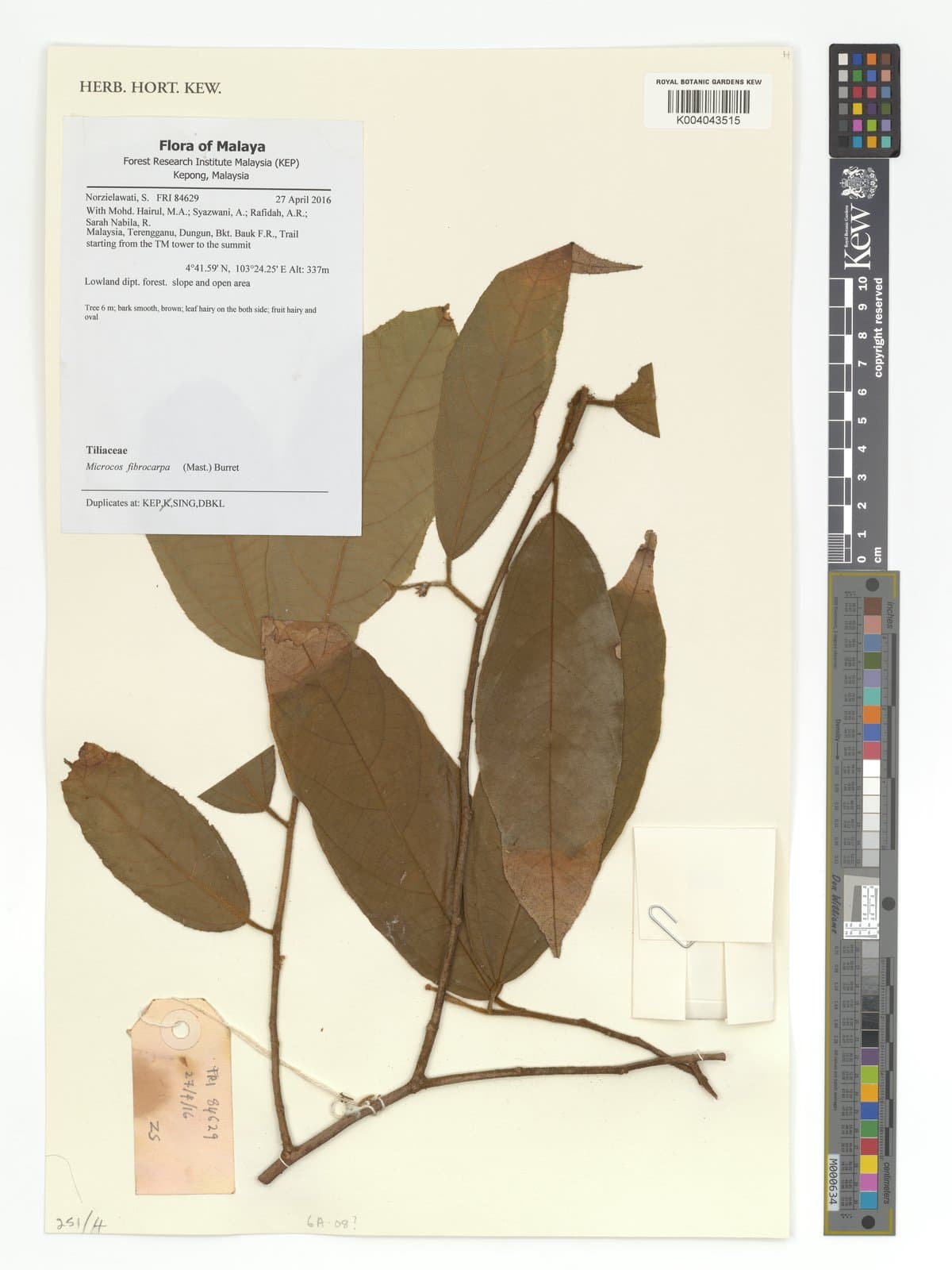 Microcos fibrocarpa (Mast.) Burret
