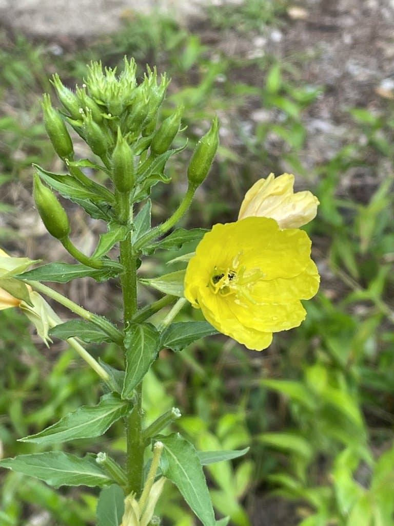 Oenothera biennis L.