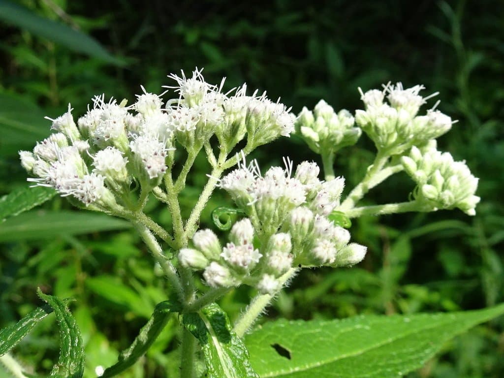 Eupatorium perfoliatum L.