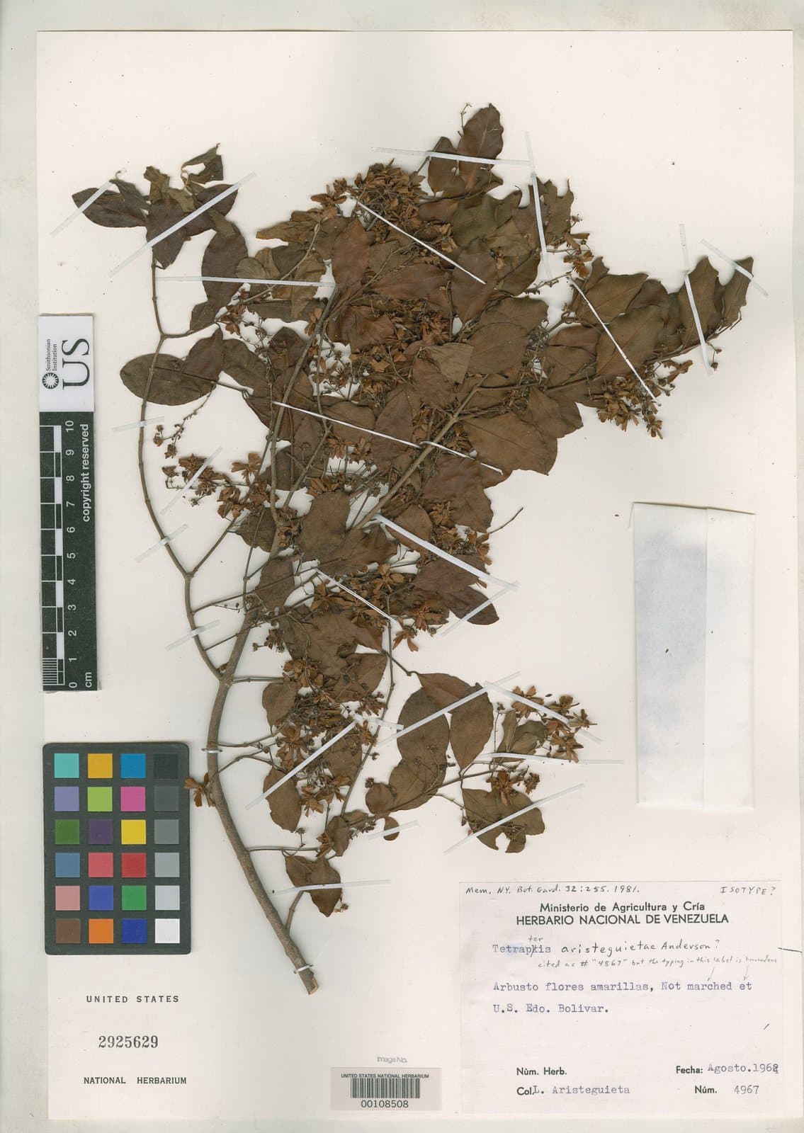 Glicophyllum aristeguietae (W.R.Anderson) R.F.Almeida