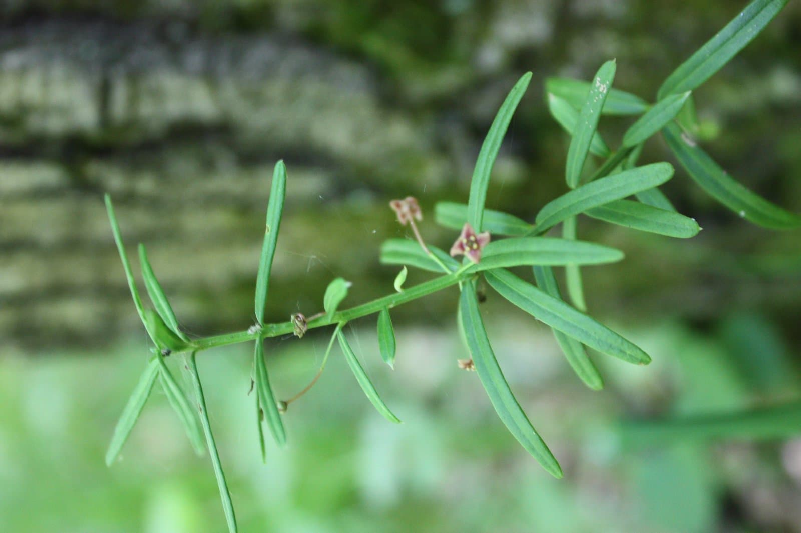 Euonymus nanus M.Bieb.