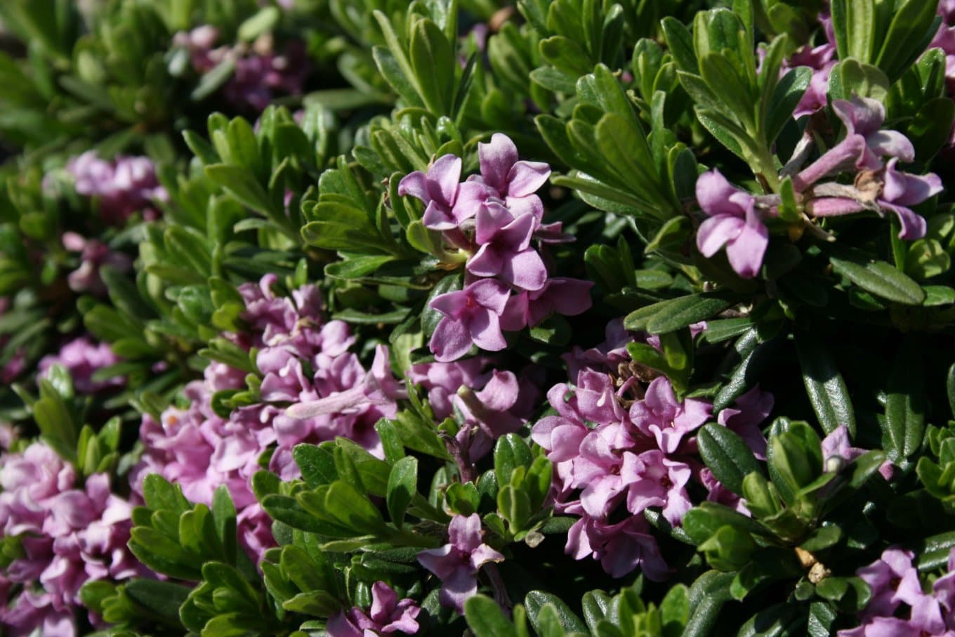 Daphne sericea Vahl