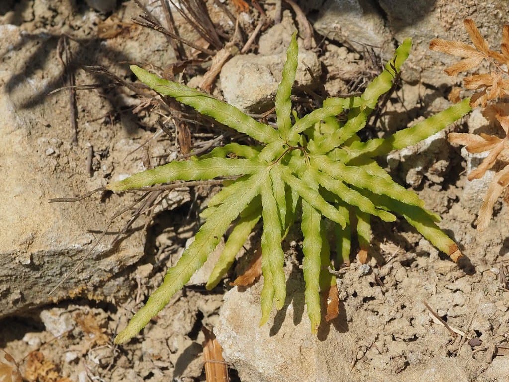Lygodium japonicum (Thunb.) Sw.