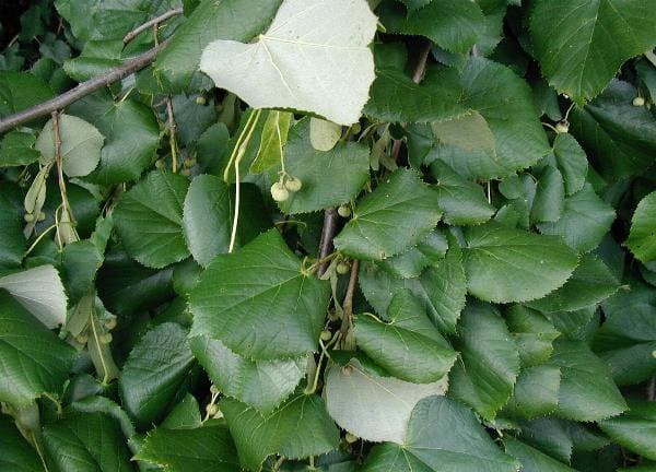 Tilia tomentosa Moench