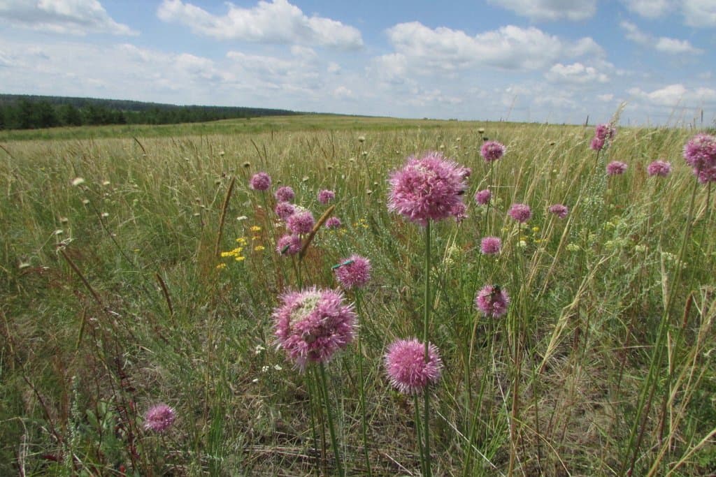 Allium lineare L.