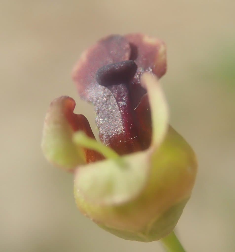 Scrophularia nodosa L.