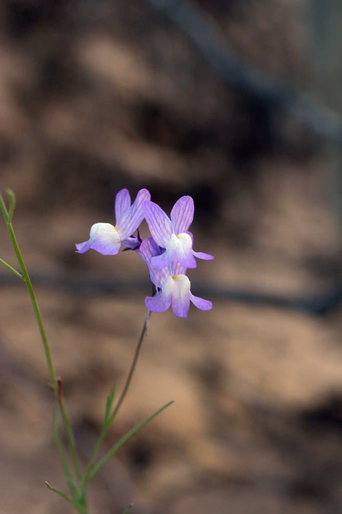 Linaria bipartita (Vent.) Willd.