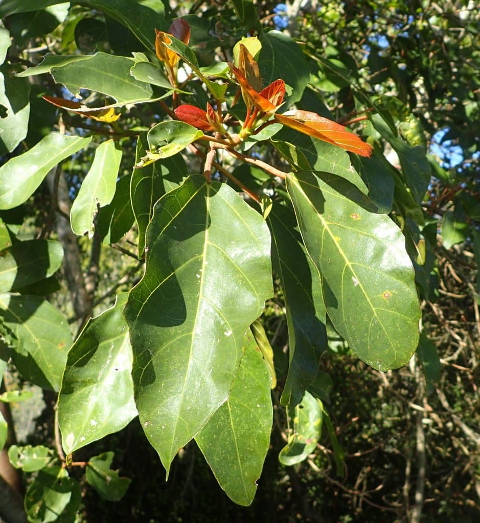 Ficus sur Forssk.