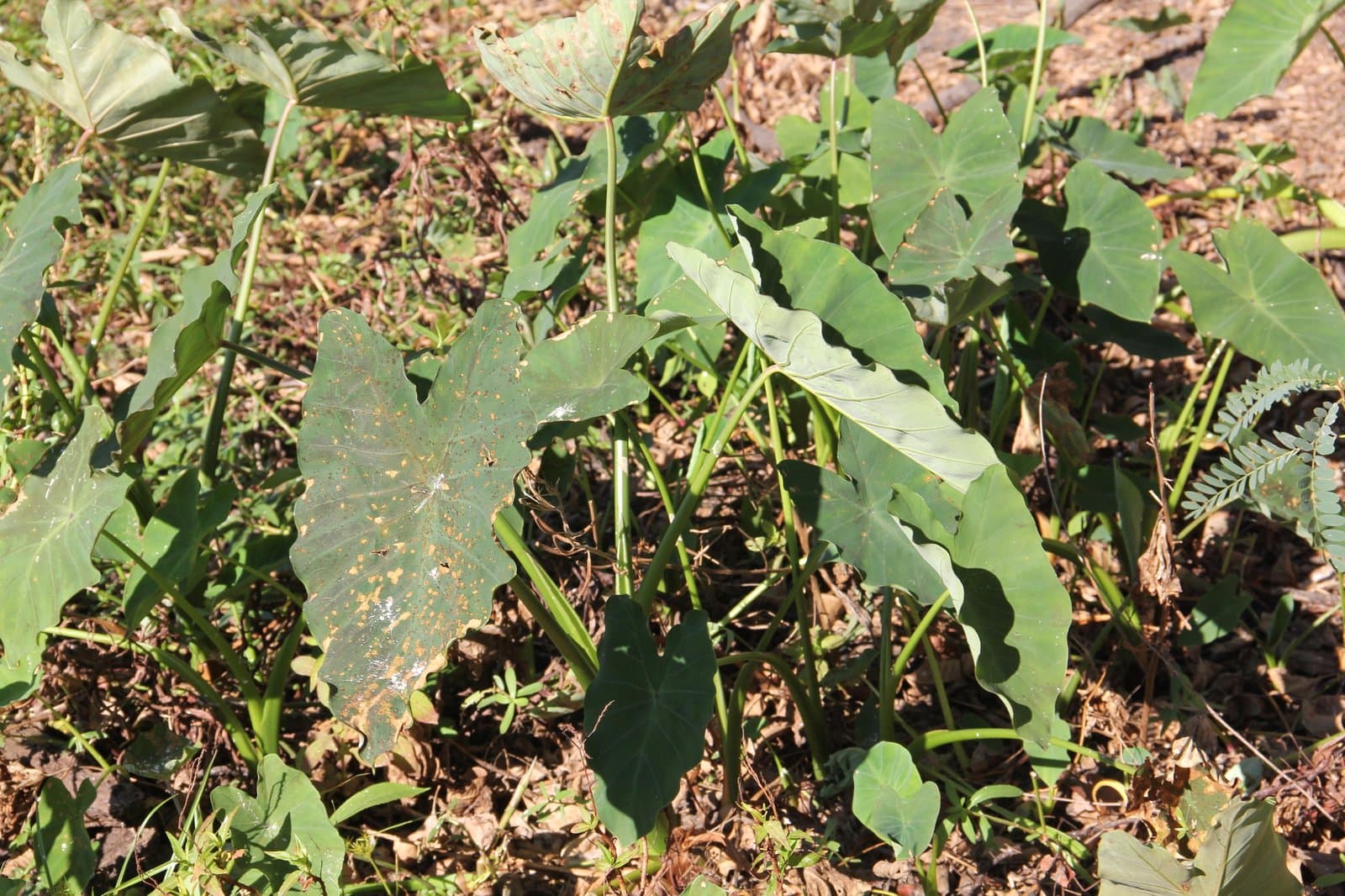 Colocasia esculenta (L.) Schott
