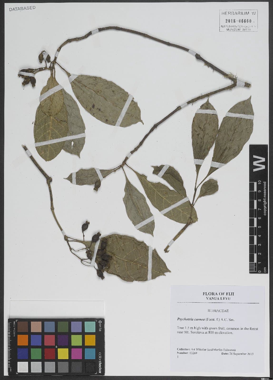 Eumachia carnea (G.Forst.) DC.