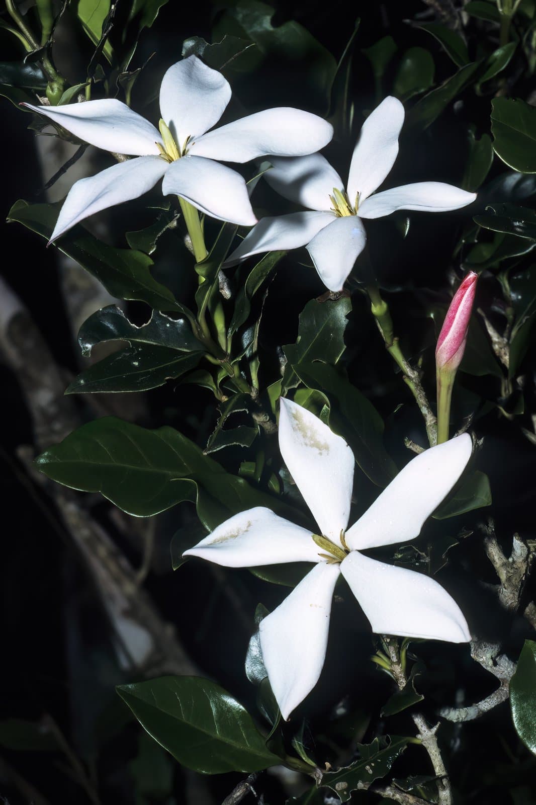 Hyperacanthus microphyllus (K.Schum.) Bridson