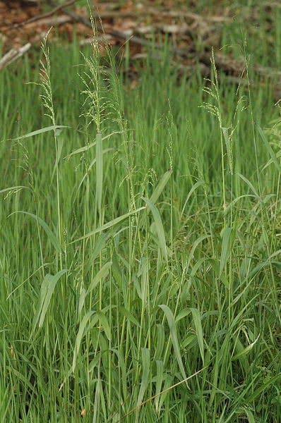 Milium effusum L.