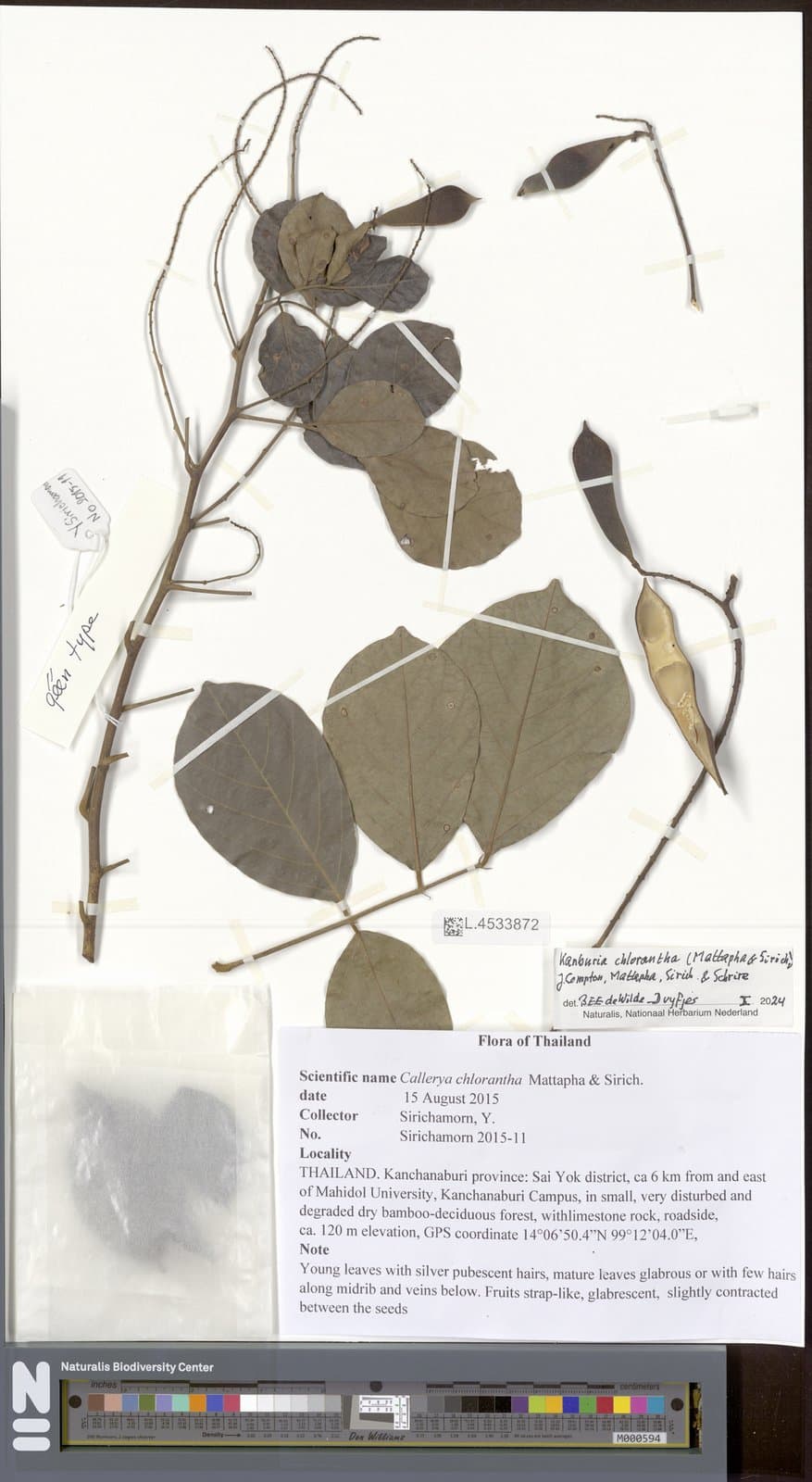 Kanburia chlorantha (Mattapha & Sirich.) J.Compton, Mattapha, Sirich. & Schrire