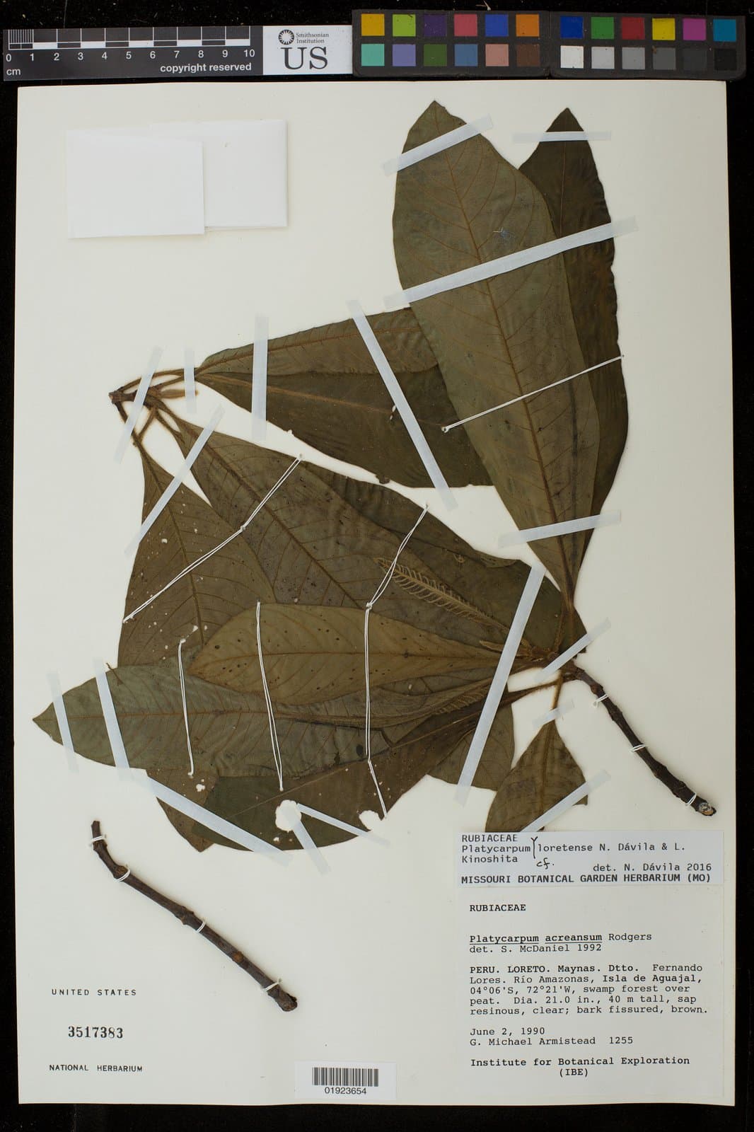 Platycarpum loretensis N.Dávila & Kin.-Gouv.