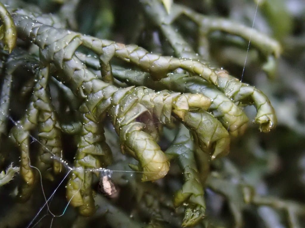 Porella arboris-vitae (With.) Grolle