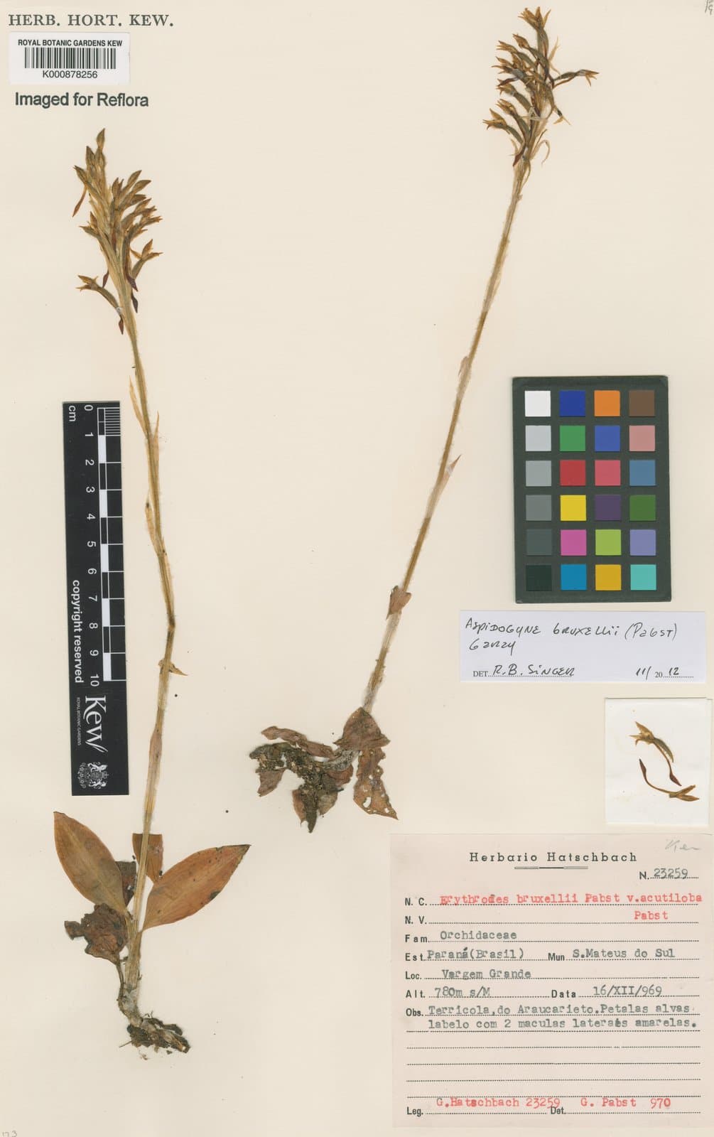 Aspidogyne bruxelii (Pabst) Garay