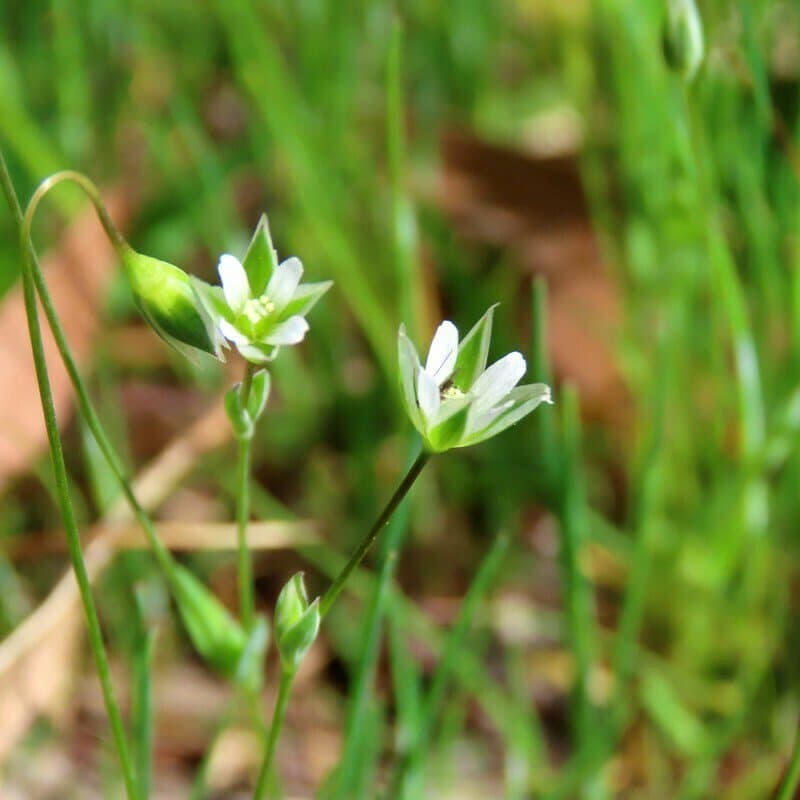 Moenchia erecta (L.) G.Gaertn., G.Mey. & Scherb.