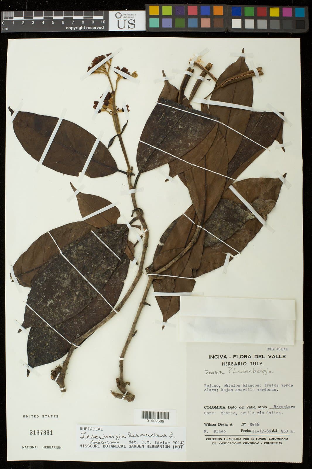 Ladenbergia lehmanniana L.Andersson