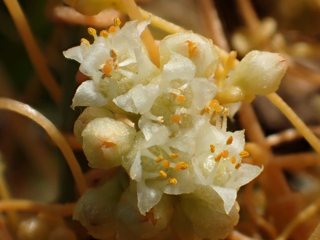 Cuscuta campestris Yunck.