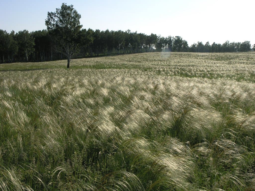 Stipa pennata L.