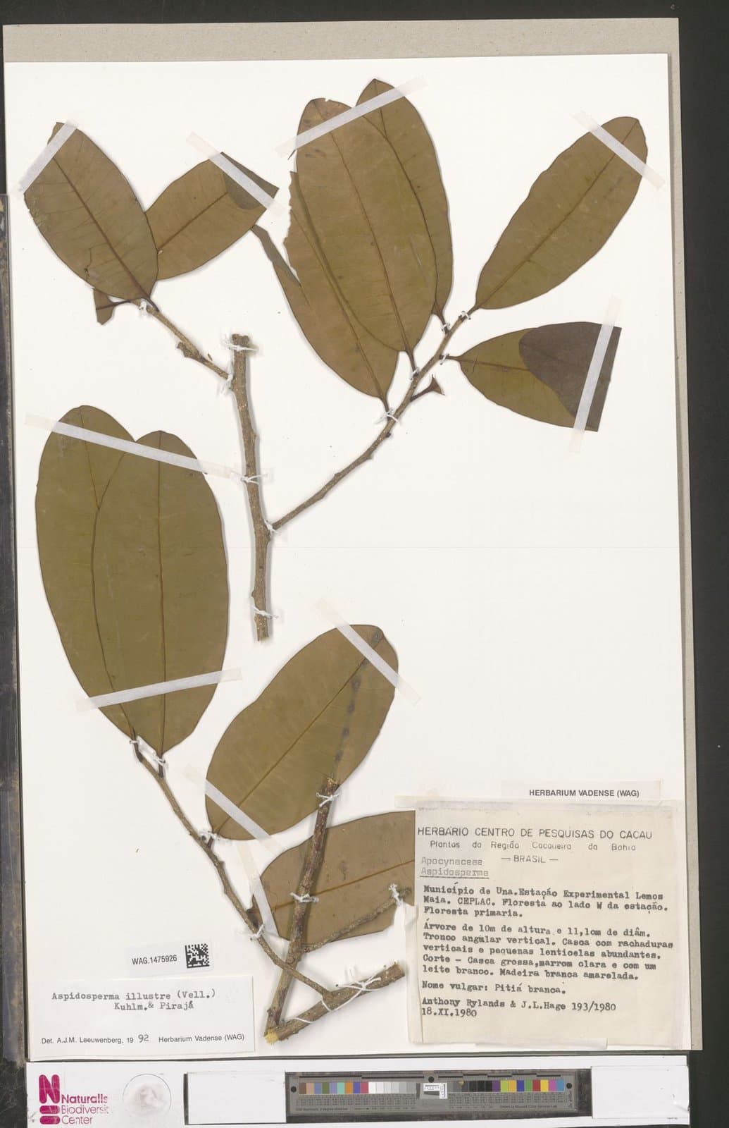 Aspidosperma illustre (Vell.) Kuhlm. & Piraja