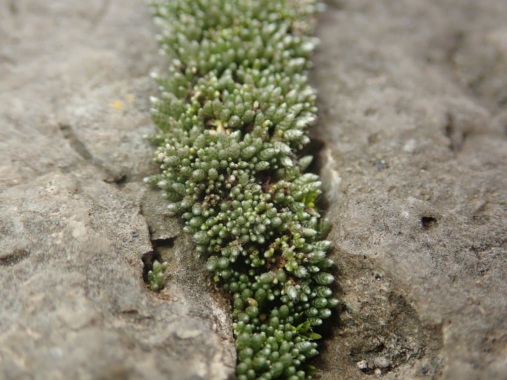 Bryum argenteum Hedw.