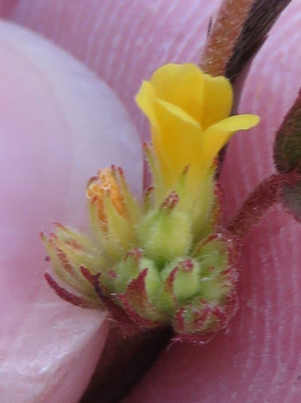 Waltheria bahamensis Britton