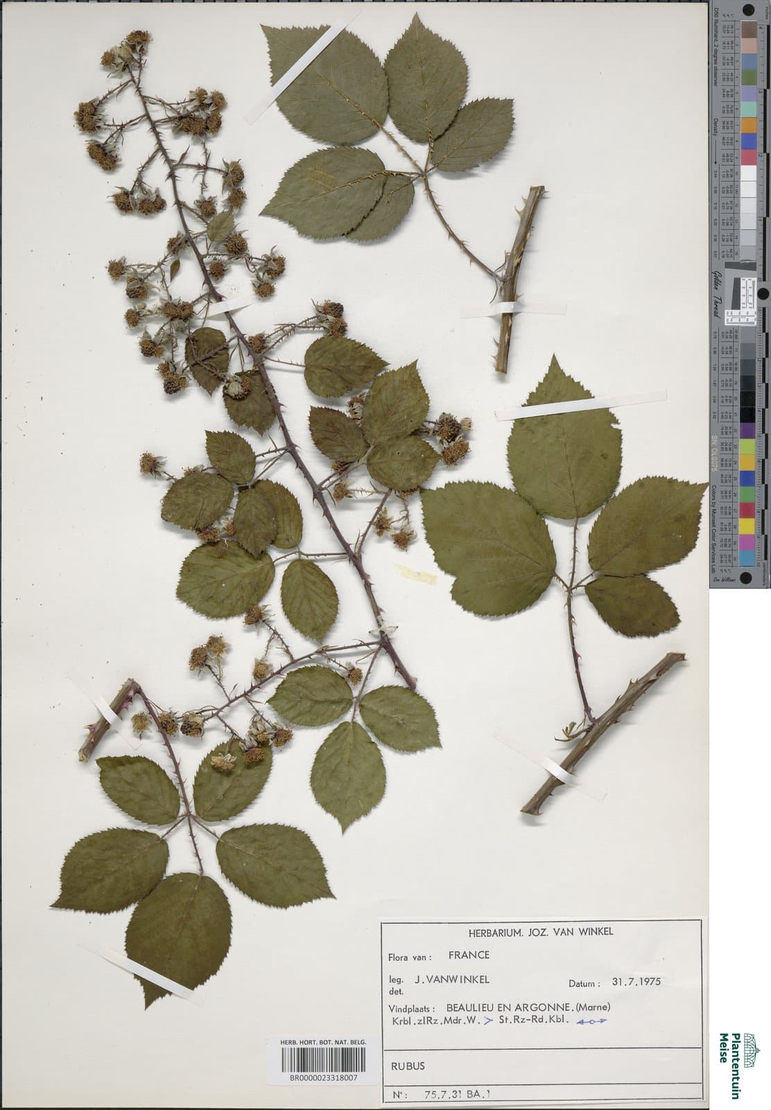 Rubus melanoxylon P.J.Müll. & Wirtg. ex Genev.