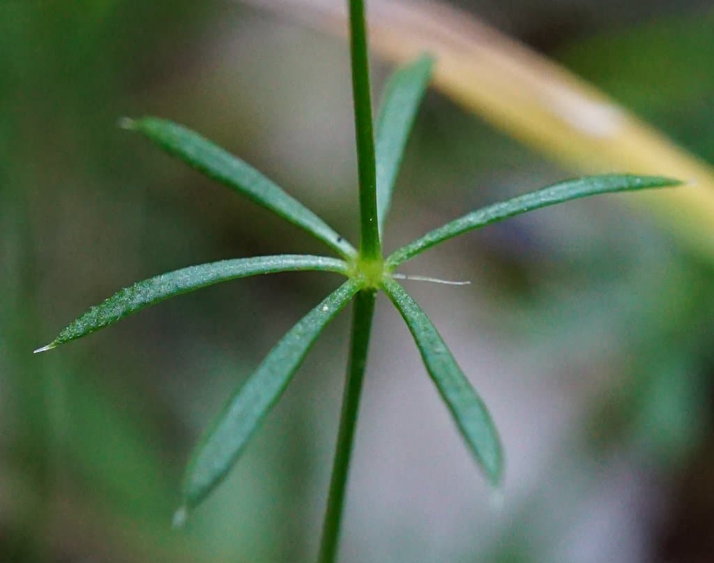 Galium pumilum Murray
