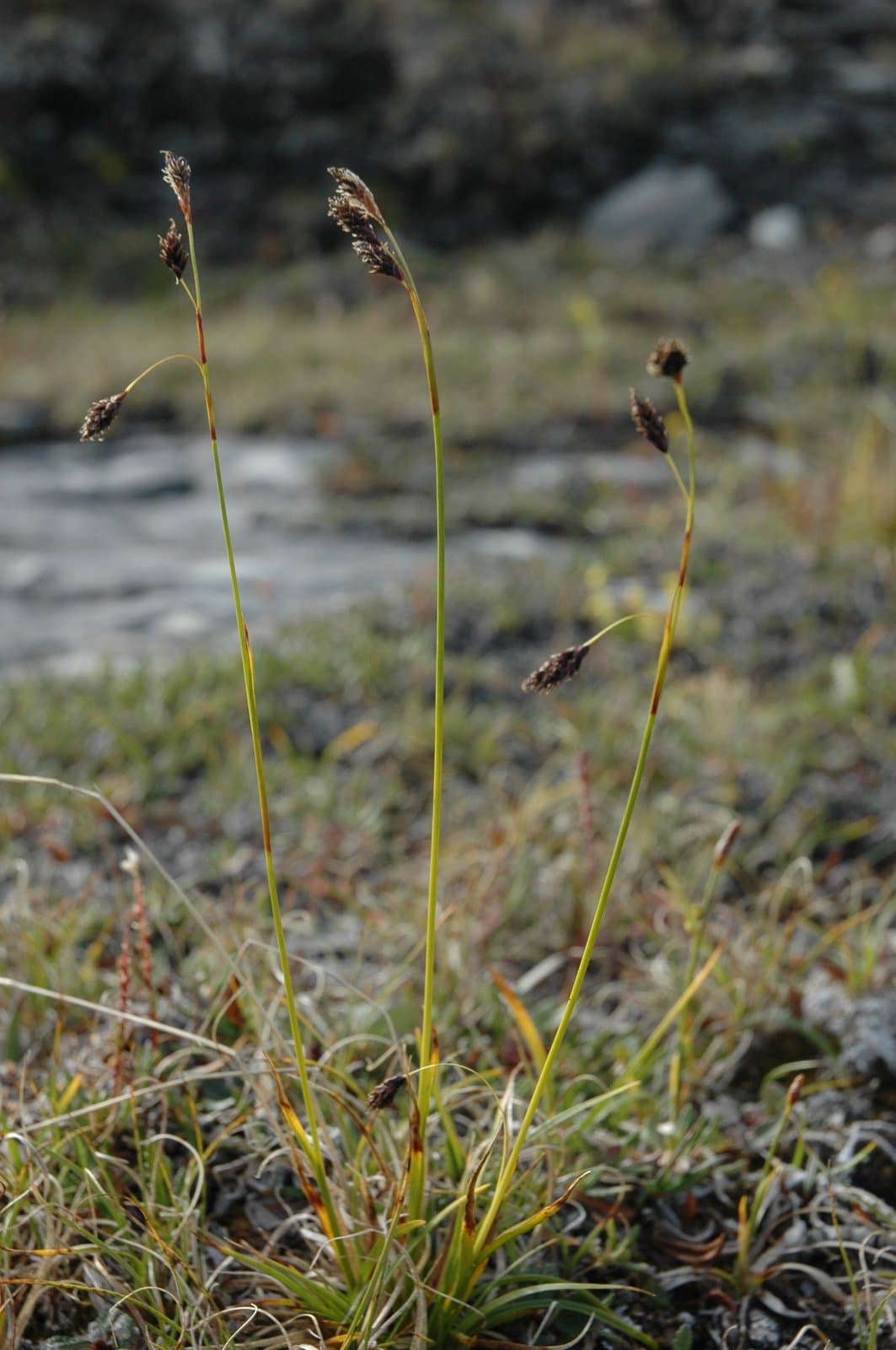 Carex fuliginosa Schkuhr