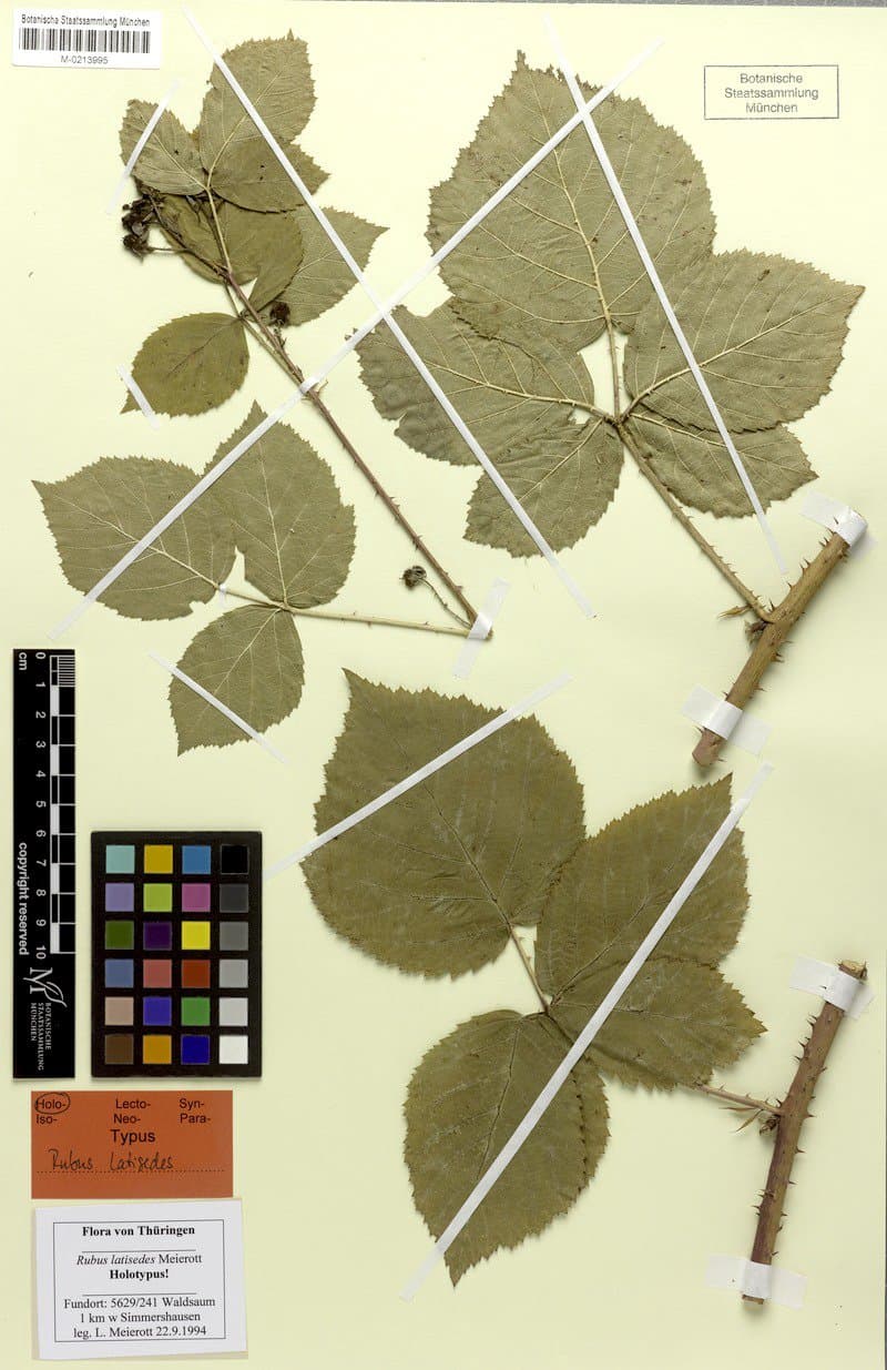 Rubus latisedes Meierott