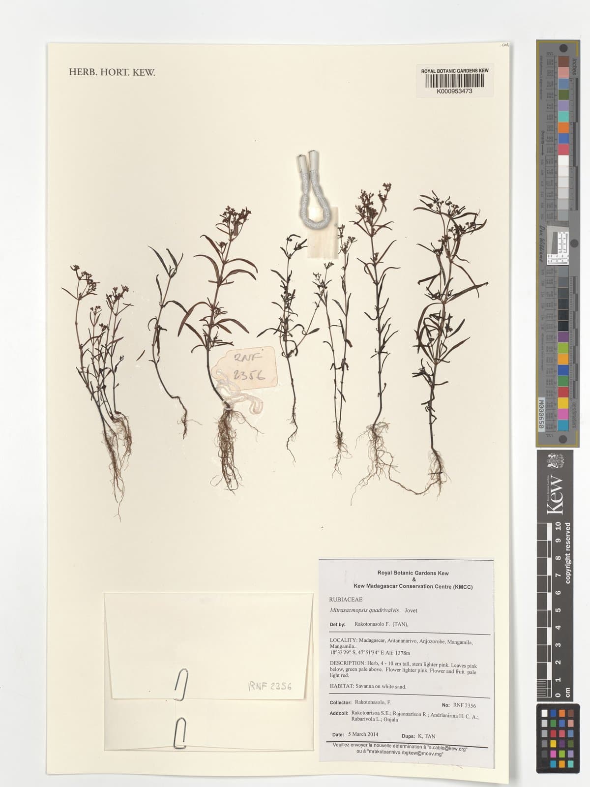 Mitrasacmopsis quadrivalvis Jovet