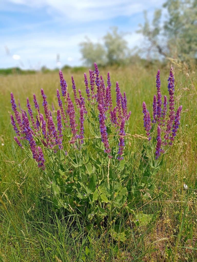 Salvia nemorosa L.