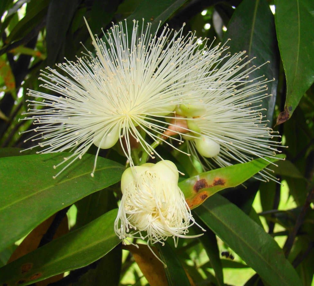 Syzygium jambos (L.) Alston
