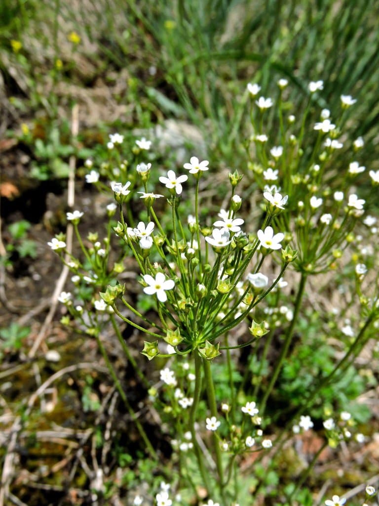 Androsace septentrionalis L.