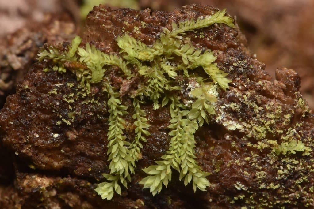 Douinia ovata (Dicks.) H.Buch