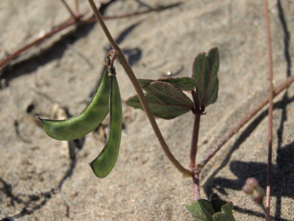 Phaseolus filiformis Benth.