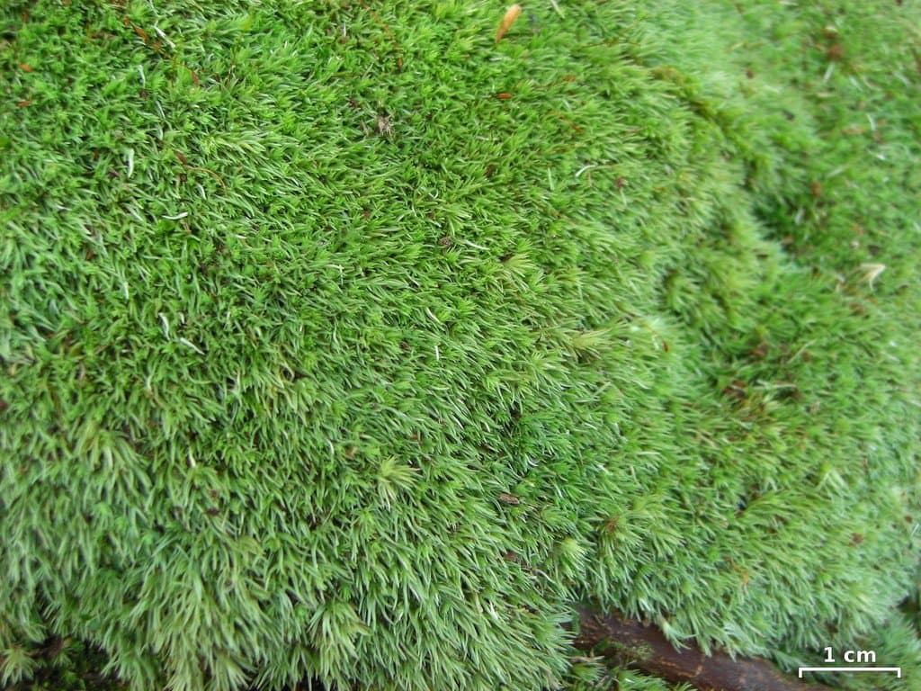 Leucobryum glaucum (Hedw.) Ångstr.