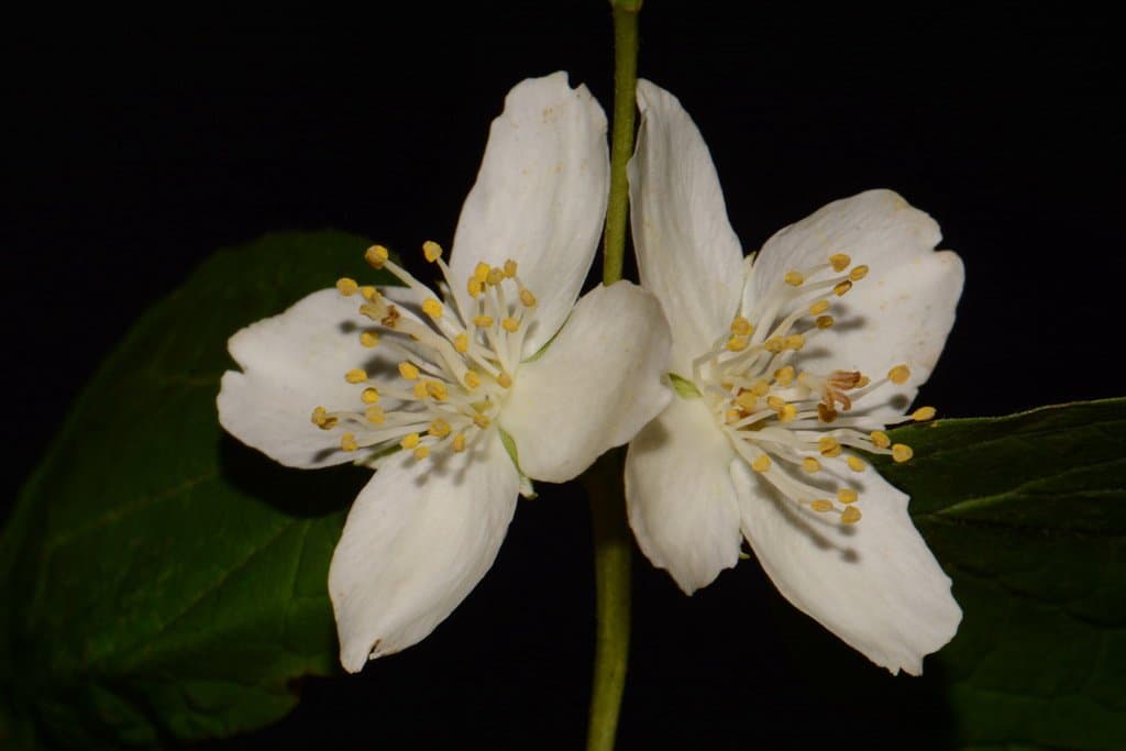 Philadelphus pubescens Loisel.